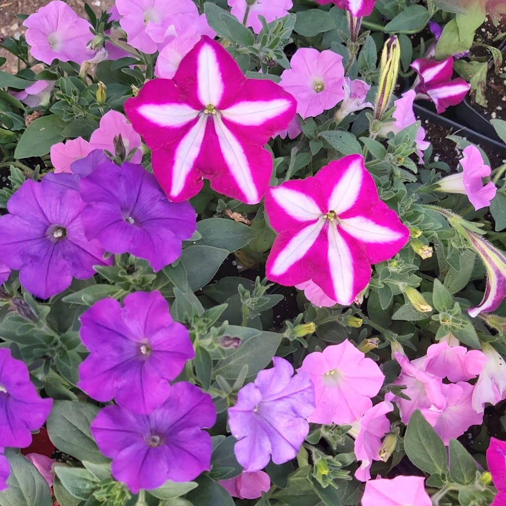 Oakbank Garden Market | 26016 Springfield Rd, Oakbank, MB R5N 0A8, Canada | Phone: (204) 444-4780