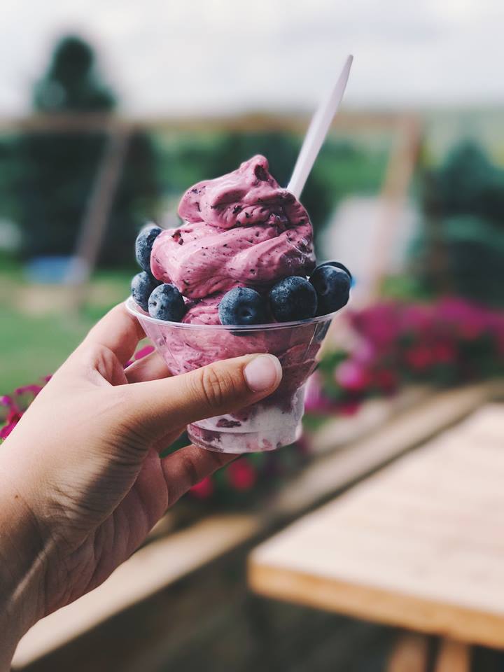 Bleuetière Marland | 2230 Route Saint Louis, Sainte-Marie, QC G6E 3A8, Canada | Phone: (418) 387-4448