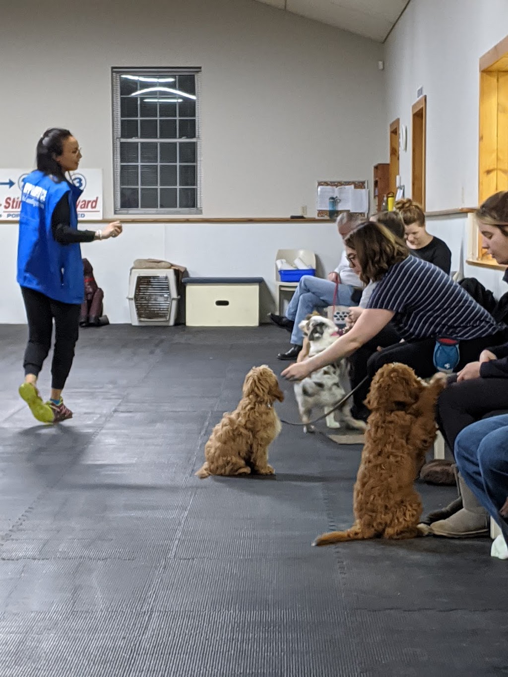 McCann Professional Dog Trainers | Brock Road, Hamilton, ON L9H 5E4, Canada | Phone: (905) 659-1888