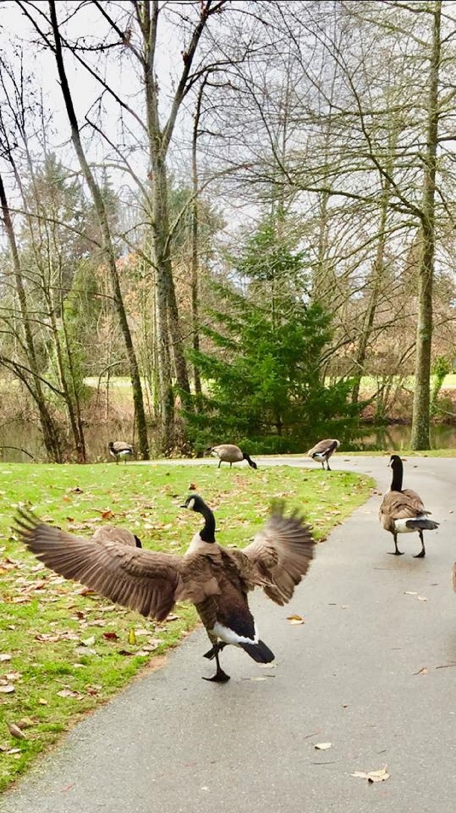Southmere Village Park | 1701 Martin Dr, Surrey, BC V4A 7A8, Canada