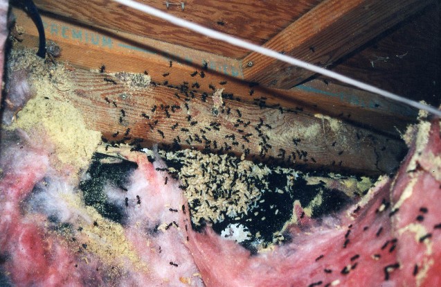 Leader Pest Control | 10944 Collings Pl, Delta, BC V4C 7E6, Canada | Phone: (604) 589-1080