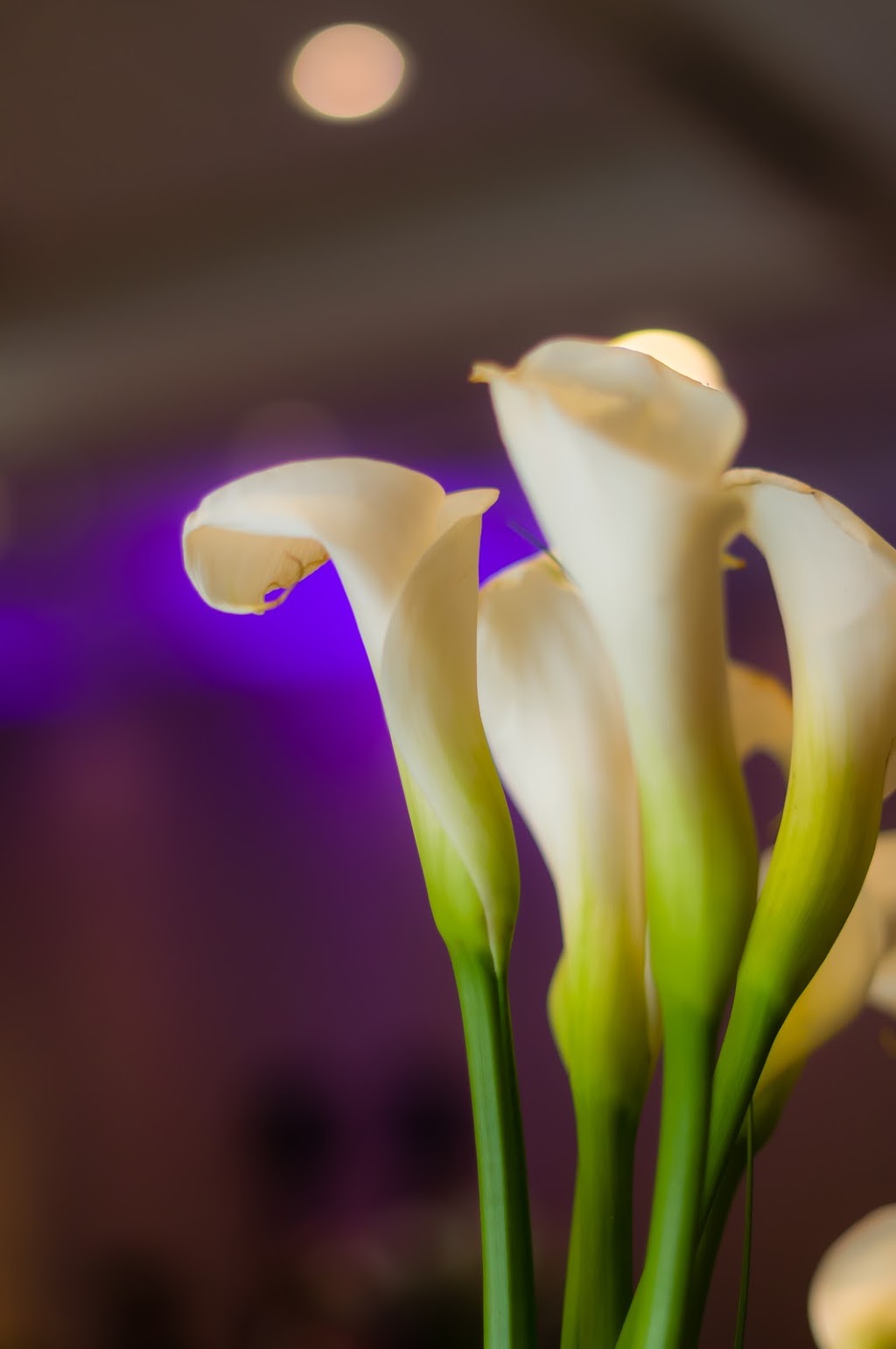 Chris Langley Photography | 5349 Applegarth Dr, Burlington, ON L7L 7E4, Canada | Phone: (416) 420-4580