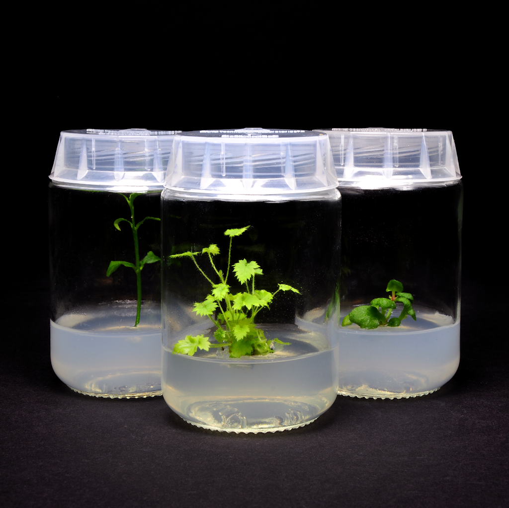 Phyto Sciences Distribution | 5-2675 Boul des Trinitaires, Montréal, QC H4E 2R7, Canada | Phone: (514) 884-3358