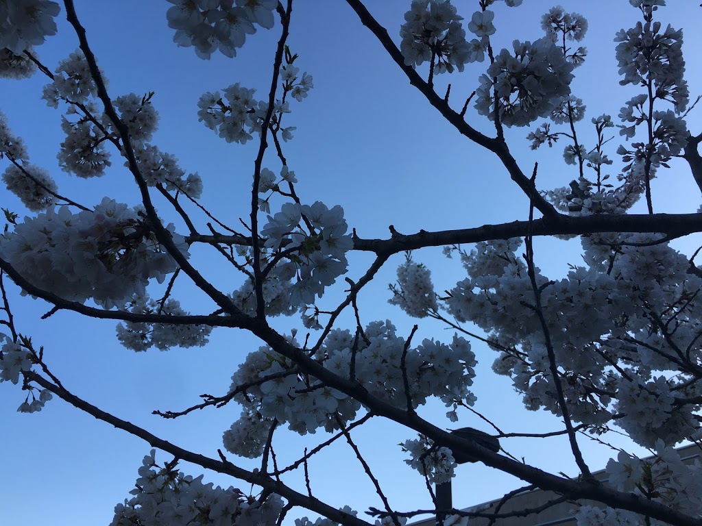 The Sakura Grove | 1265 Miitary Trail, Scarborough, ON M1C 1A4, Canada
