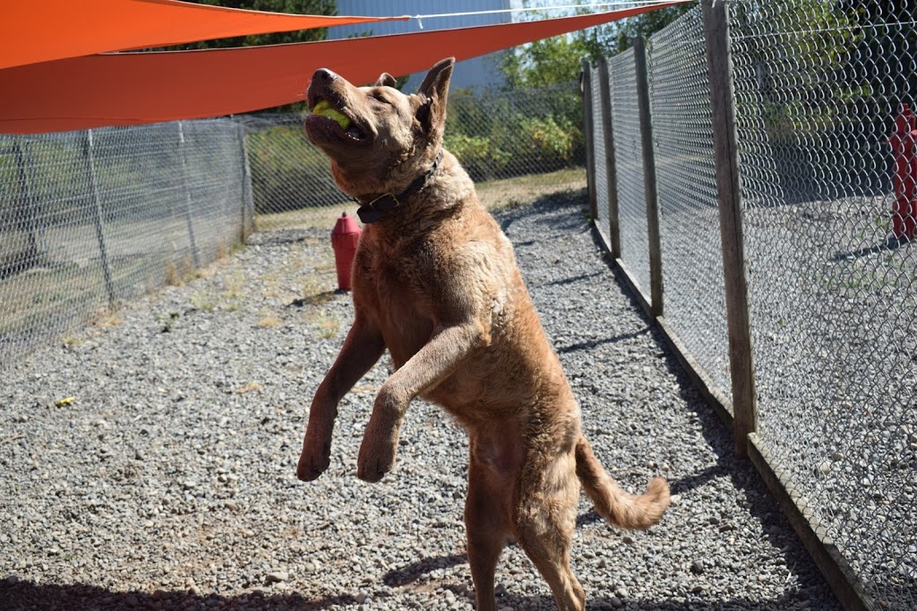 Animal Magic Pet Resort & Spa | 1004 Bellevue Rd, Parksville, BC V9P 2C2, Canada | Phone: (250) 248-8700