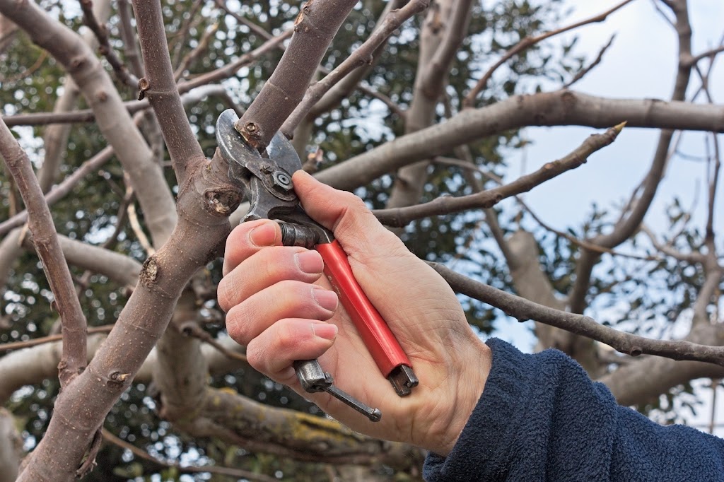 Brantford Tree Service | 565 Paris Rd, Brantford, ON N3T 6M2, Canada | Phone: (519) 756-6068