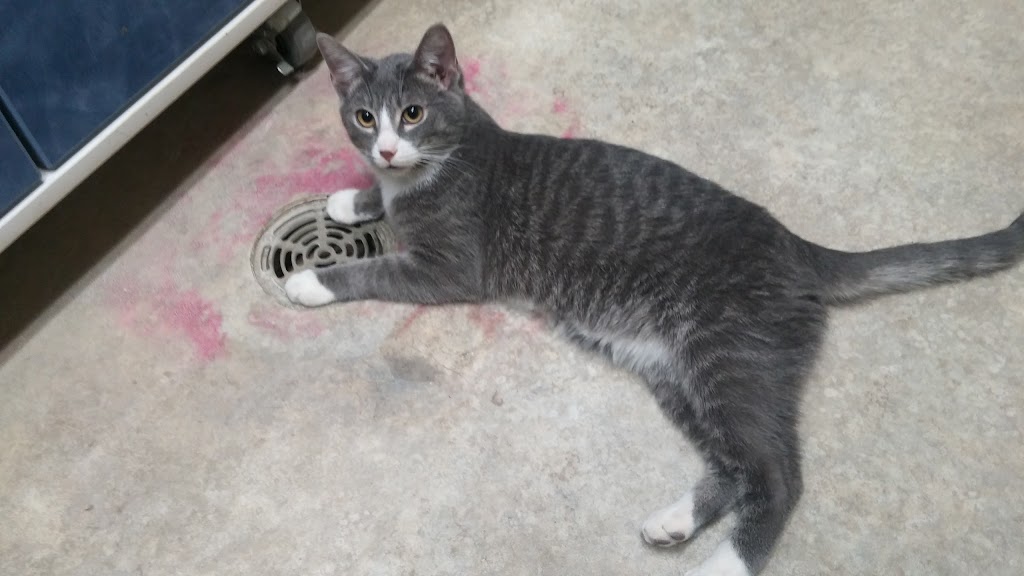Prince Albert SPCA Animal Care Centre | 1125 N Industrial Dr, Prince Albert, SK S6V 5T1, Canada | Phone: (306) 763-6110