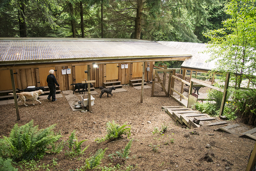 Bowen Island Dog Ranch | 1302 Adams Rd, Bowen Island, BC V0N 1G0, Canada | Phone: (604) 947-6965