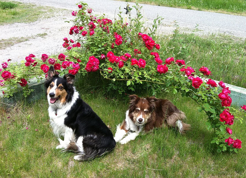Four Paws Pet Grocery & Boutique - Pet Food and Supplies Sidney  | 305-9810 Seventh St, Sidney, BC V8L 4W6, Canada | Phone: (250) 656-5553