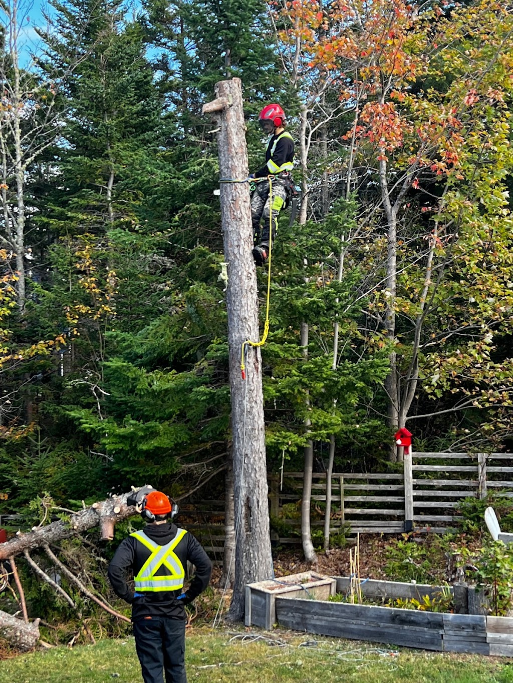 Foxwood Tree Care | Foxwood Crescent, Mineville, NS B2Z 1J7, Canada | Phone: (902) 401-2881