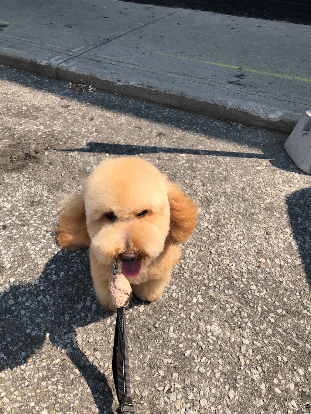 Top Dogs Pet Grooming Salon | 628A The Queensway, Etobicoke, ON M8Y 1K3, Canada | Phone: (416) 255-3647