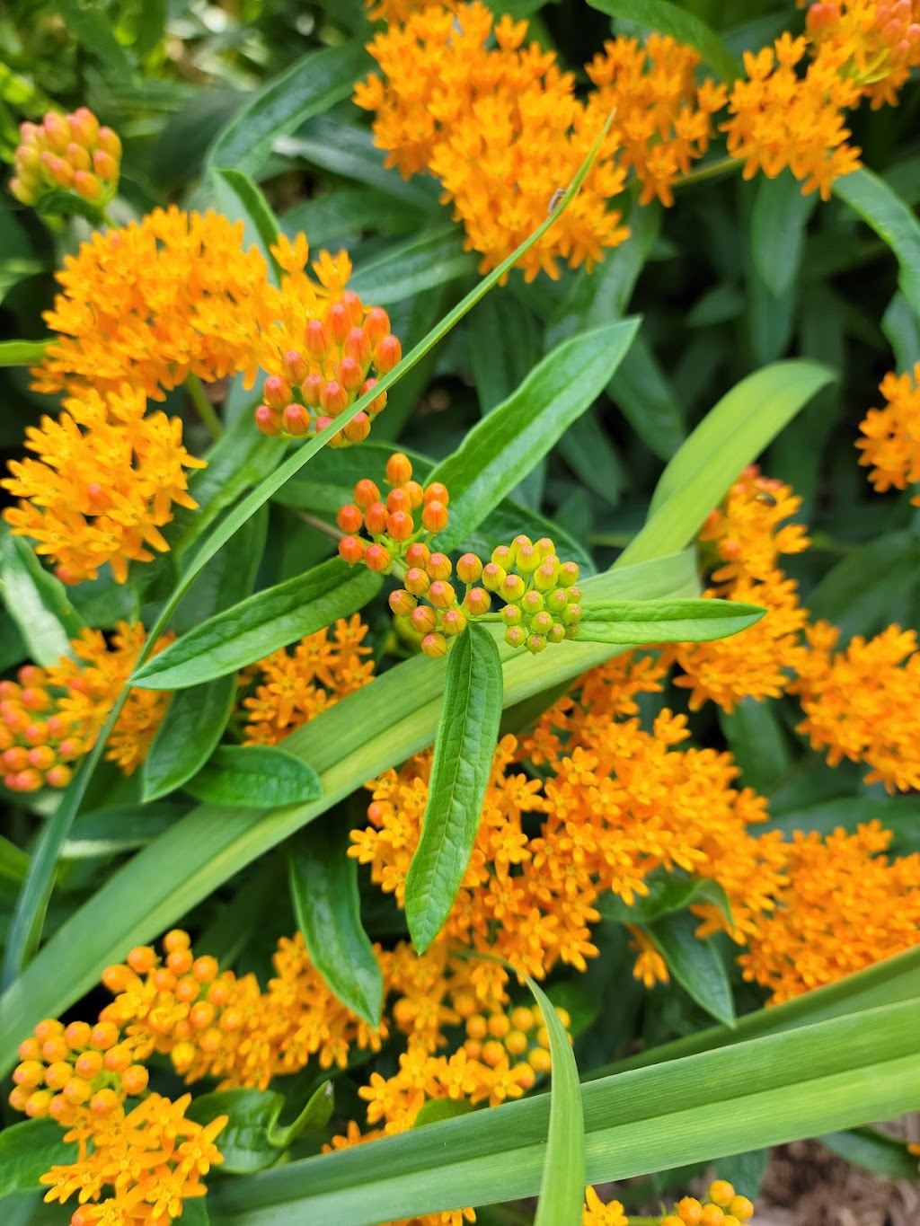 Plan(t) Wise Garden and Landscape Design | 103 Adelaide St, Port Colborne, ON L3K 2W4, Canada | Phone: (905) 375-9383