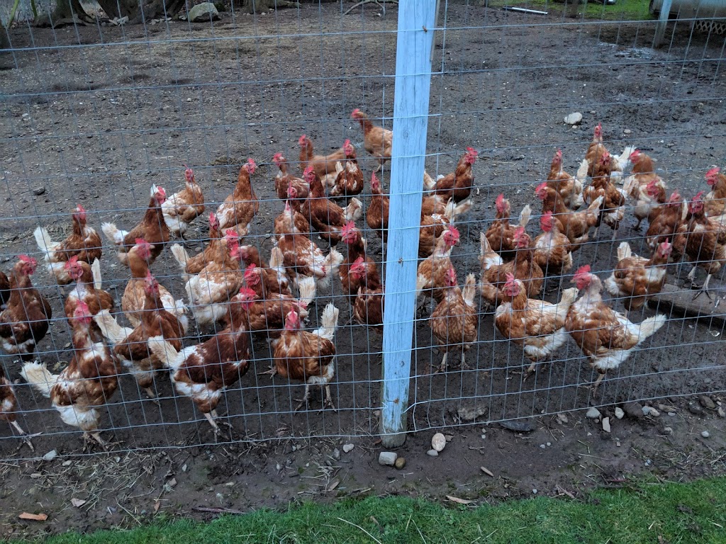CRD Animal Shelter | 5401 Patricia Bay Hwy, Victoria, BC V8Y 2N9, Canada | Phone: (250) 658-5745