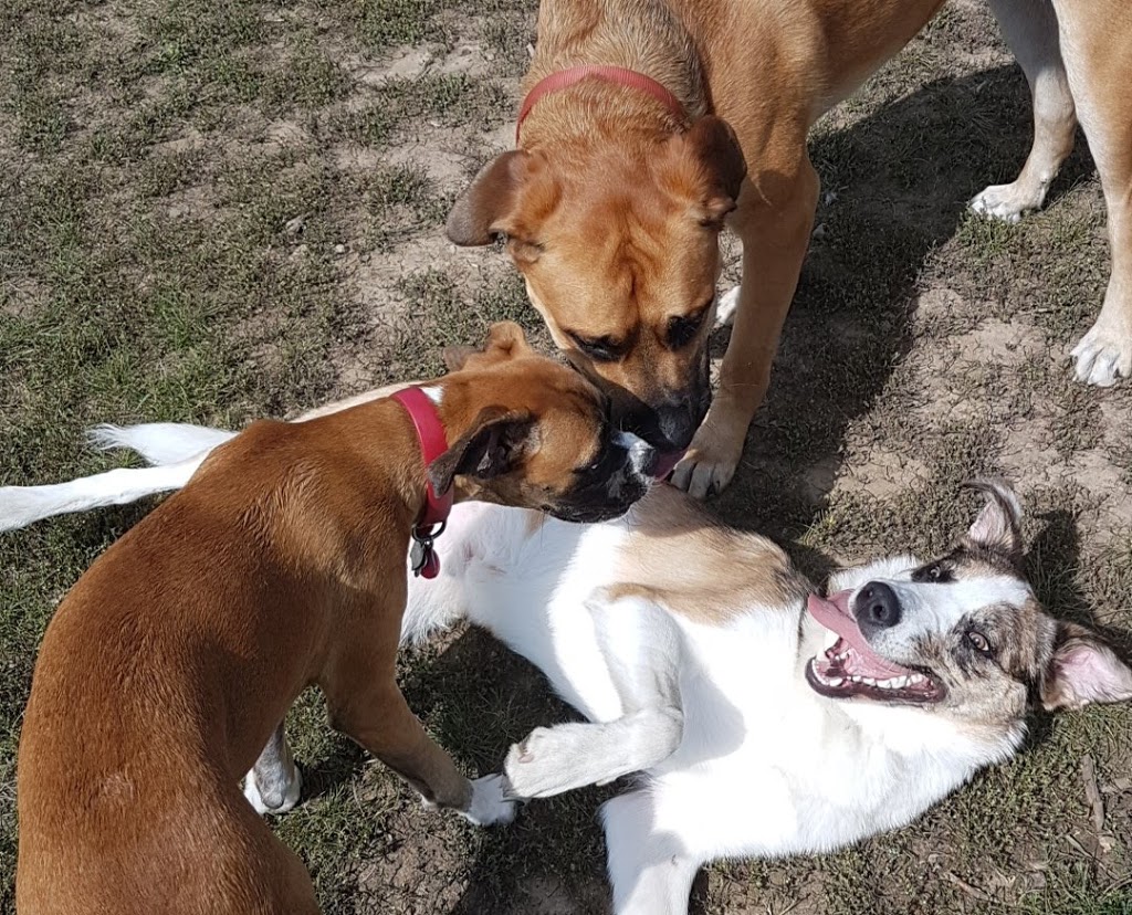 Heritage Green Community Dog Park 297