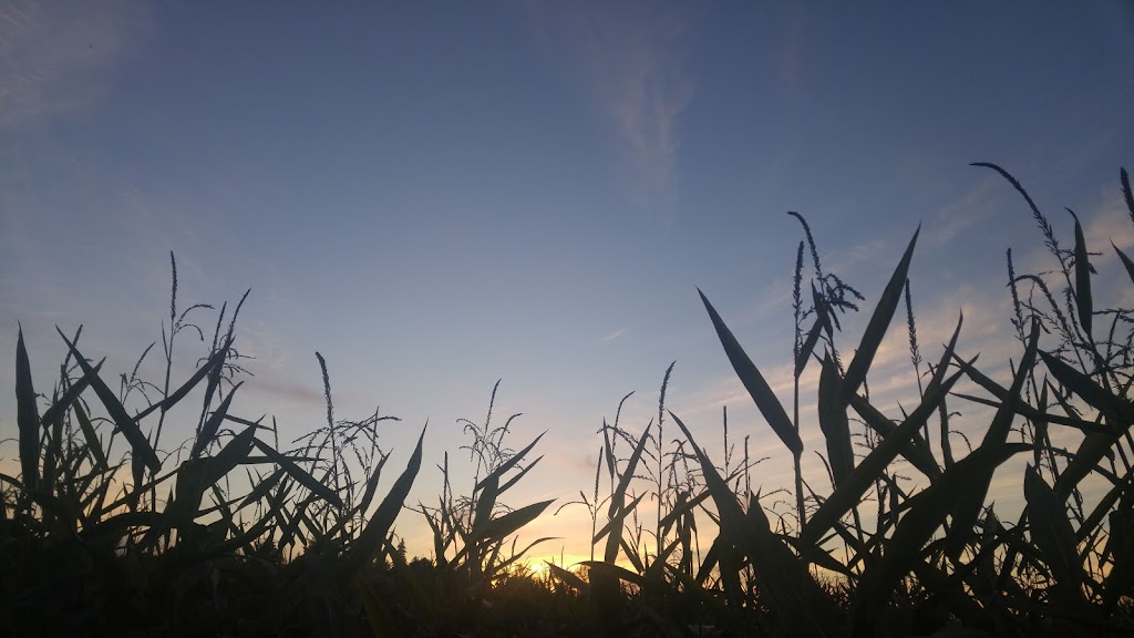 Bose Farms Corn Maze | 5948 156 St, Surrey, BC V3S 4N8, Canada | Phone: (778) 578-5450