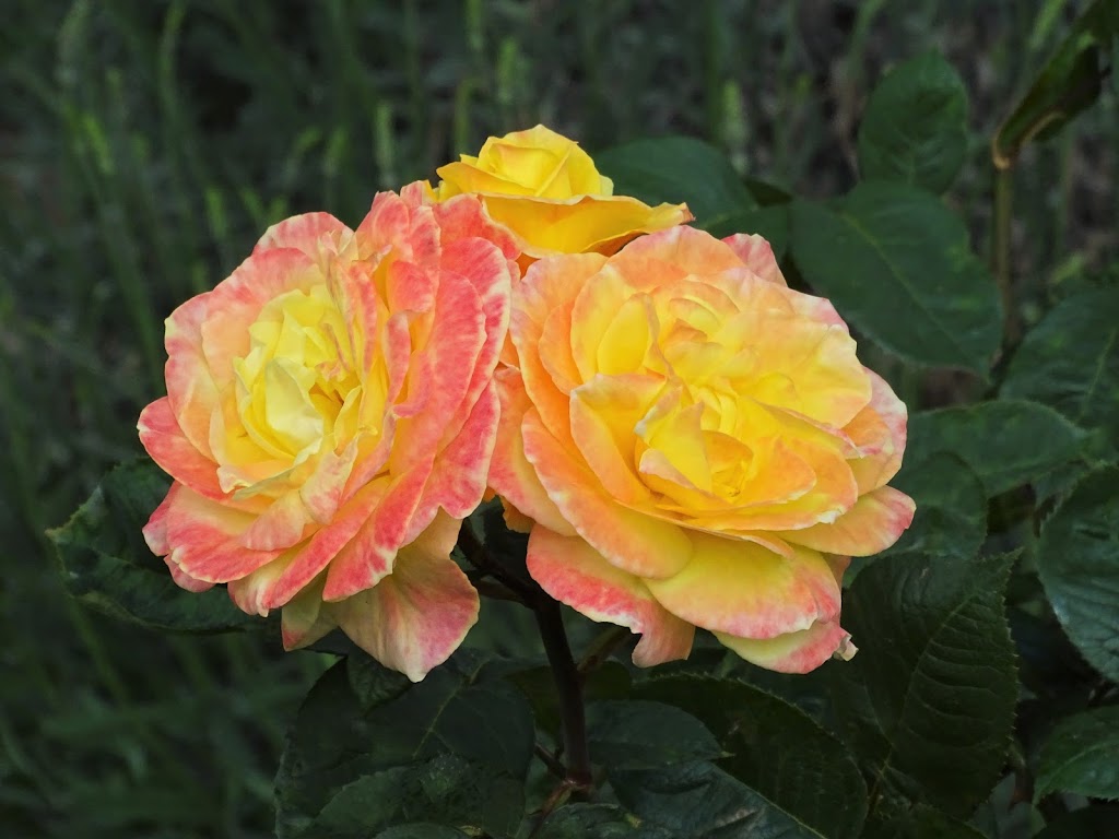 Aprile Florist since 1978 | 2883 Keele St, North York, ON M3M 2G9, Canada | Phone: (416) 635-5759