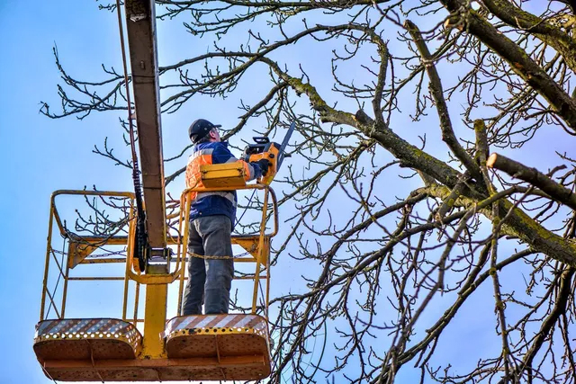 Sumas Tree Service | 2332 Whatcom Rd #16003, Abbotsford, BC V3G 0C6, Canada | Phone: (236) 233-3202
