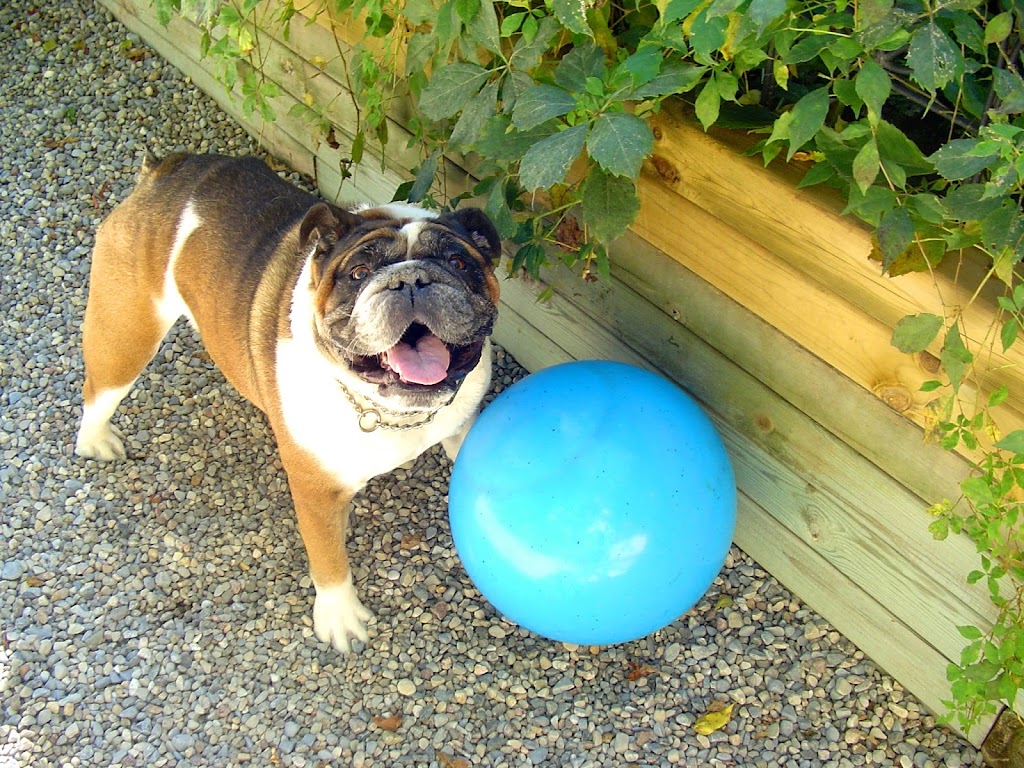 Our Dog Spot | 101 Hollands Rd, Greater Napanee, ON K7R 3K8, Canada | Phone: (613) 354-7682