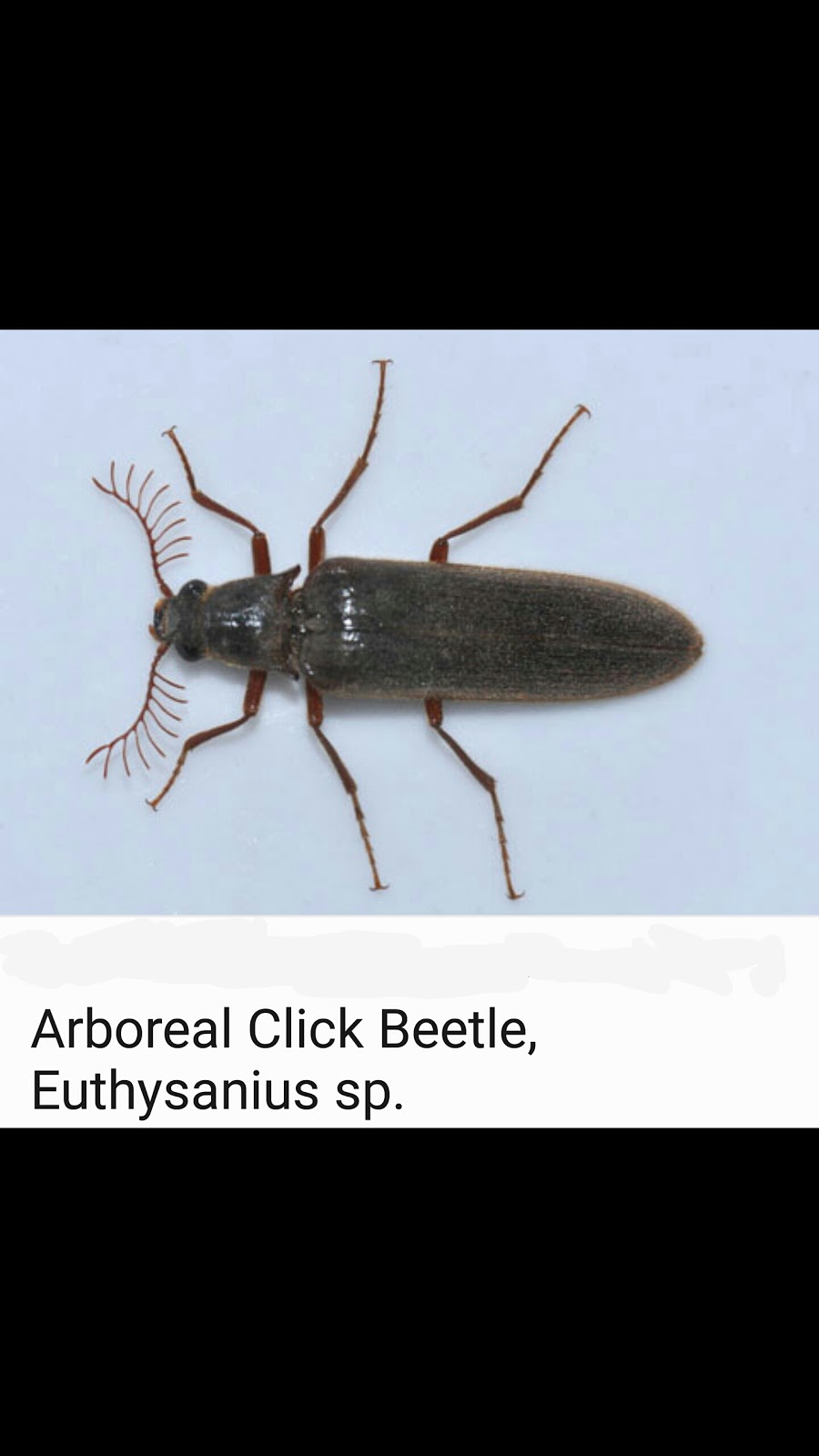 Leos Pest Control LLC. | 7399 Broadbridge Rd, Marine City, MI 48039, USA | Phone: (586) 212-8060
