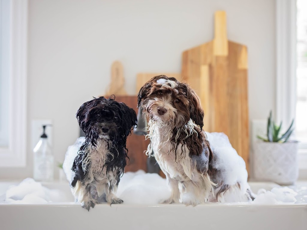 PAWSitively Happy Home | 297 Springbank Dr rear unit 1, London, ON N6J 1G4, Canada | Phone: (226) 224-1364