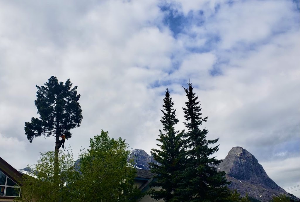 Alpine Precision Tree Services Ltd. | Unit 11, #1 Cougar Mountain Cres, Exshaw, AB T0L 2C0, Canada | Phone: (403) 678-7312