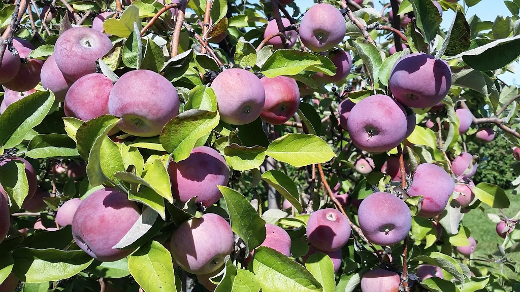 MacLaren Orchards | 3376 Burnstown Rd, Renfrew, ON K7V 3Z4, Canada | Phone: (613) 432-8997
