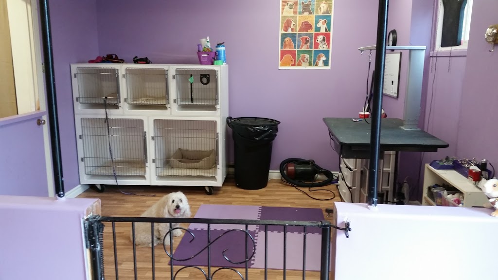 Royal Pet Spa | 140 Thorold Rd, Welland, ON L3C 3V5, Canada | Phone: (905) 735-7297