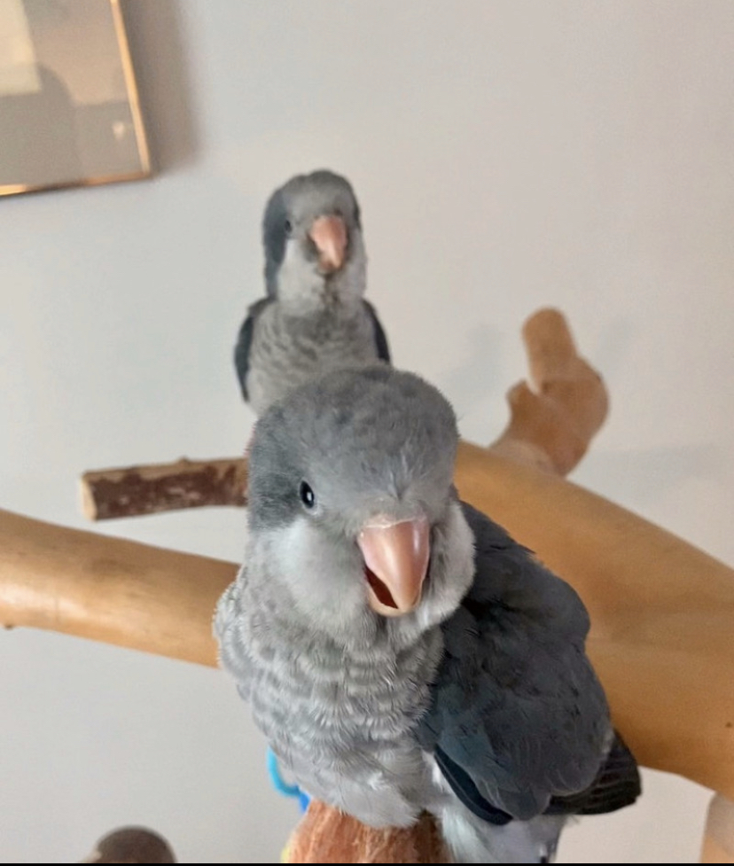 Pets4You Canada Inc. | 10 Cecile Dr, Kitchener, ON N2M 1V3, Canada | Phone: (519) 716-8885