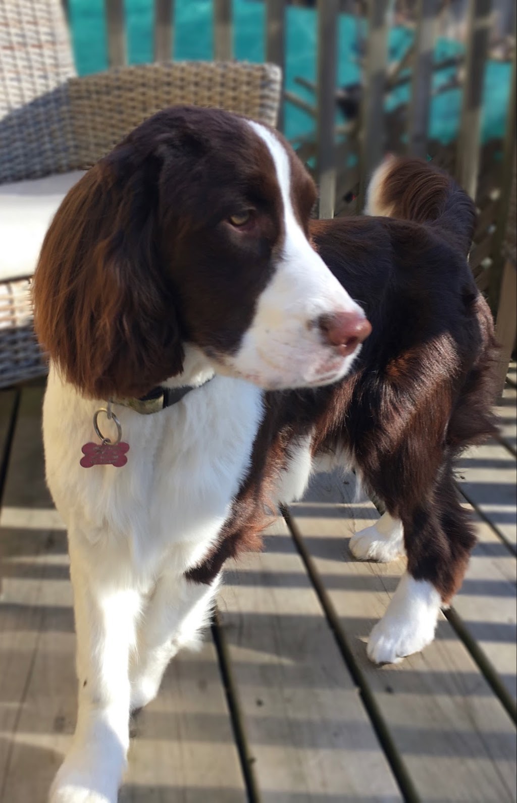 A Pooch Parlour Pet Groomers | 451 Windmill Rd, Dartmouth, NS B3A 1J9, Canada | Phone: (902) 463-5959