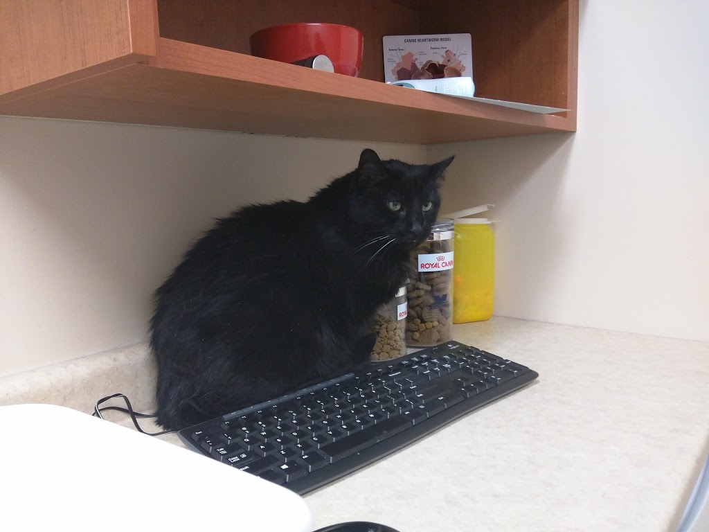 Plessis Veterinary Hospital | 1783 Plessis Rd, Winnipeg, MB R3W 1N3, Canada | Phone: (204) 691-8838