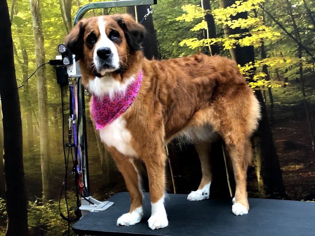 Toilettage canin Au Poil Fou | 1248 Chem. du Fleuve, Les Cèdres, QC J7T 1C3, Canada | Phone: (514) 515-3923