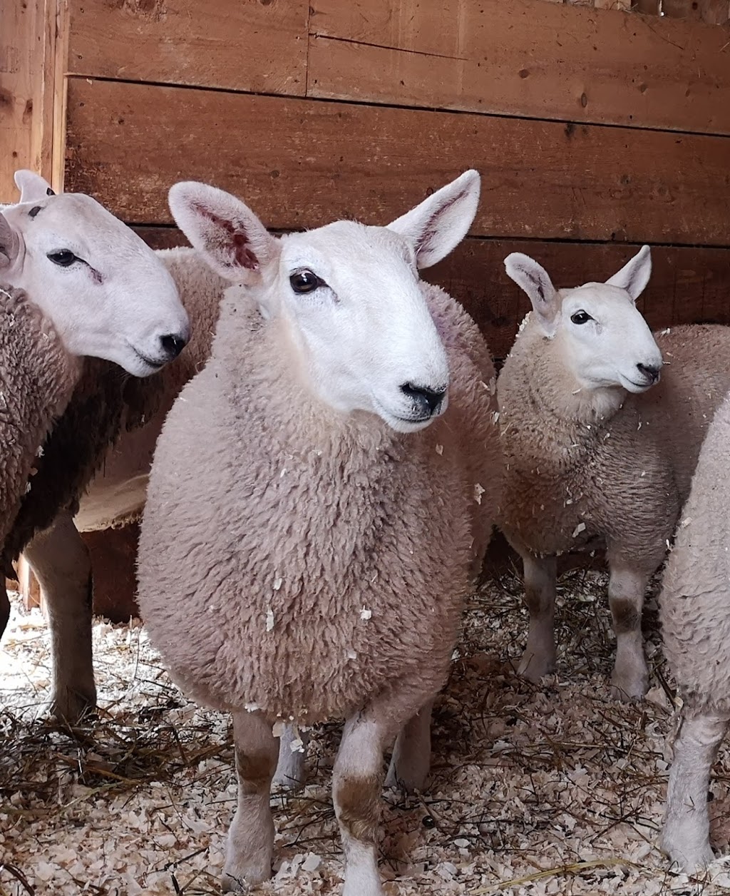 Simply Ducky Farm | 2952 Nova Scotia Trunk 7, Antigonish, NS B2G 2L3, Canada | Phone: (902) 783-2959