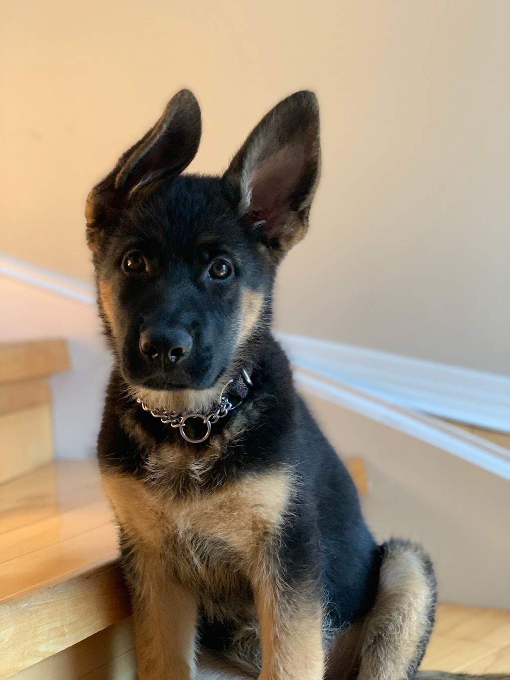 Sultan’s German Shepherds | 656 Tobacco Rd, Castleton, ON K0K 1M0, Canada | Phone: (416) 886-7015