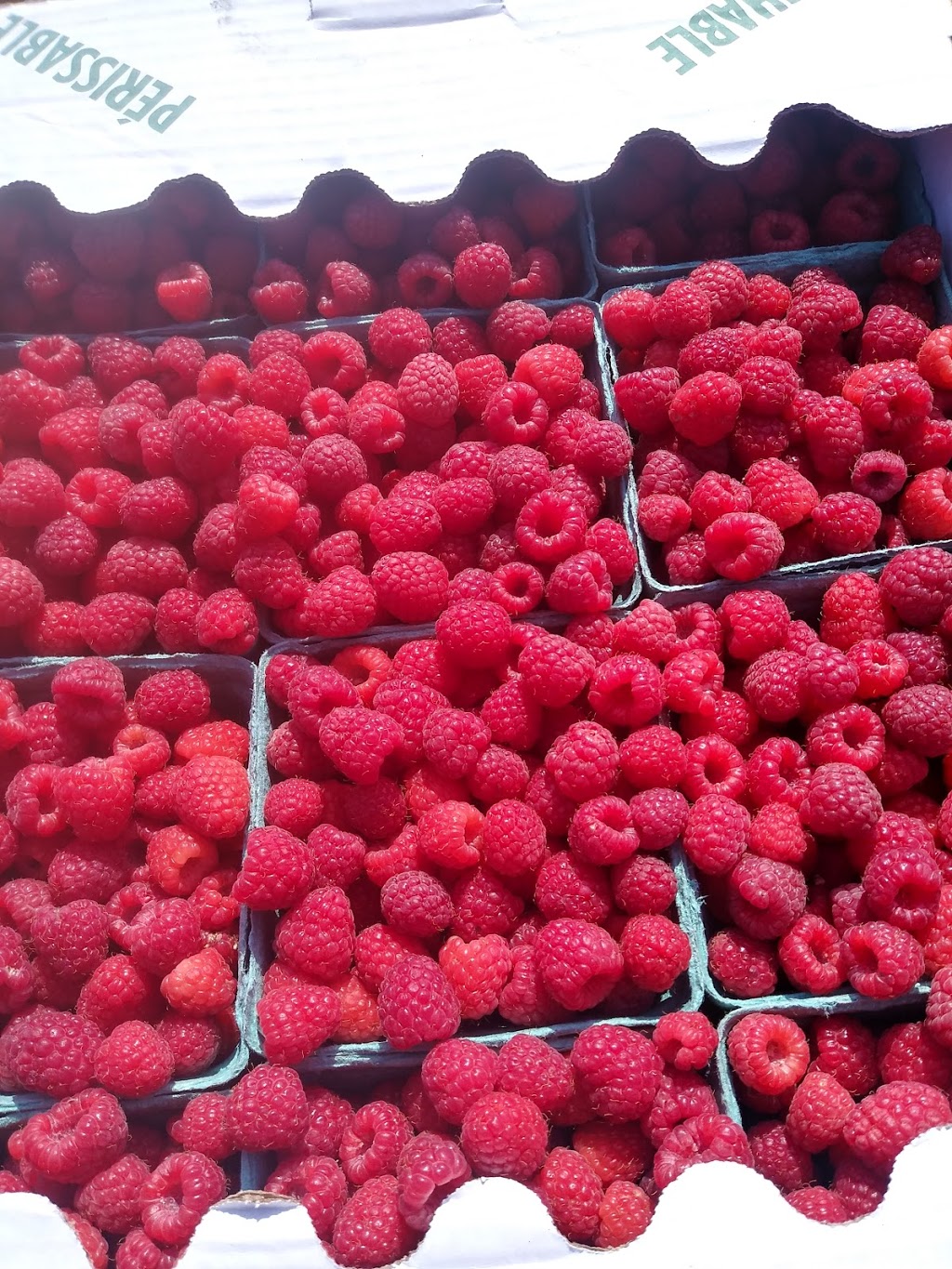 Scotview Orchards | 159 Norwich Rd, Scotland, ON N0E 1R0, Canada | Phone: (519) 446-2476