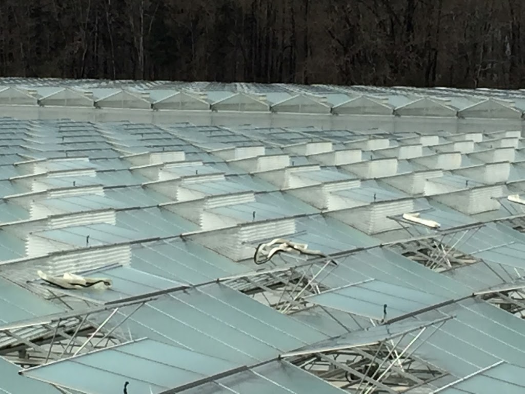 Ruthven Greenhouse Construction | 420 Essex Road 14, Leamington, ON N8H 3V8, Canada | Phone: (519) 326-8808