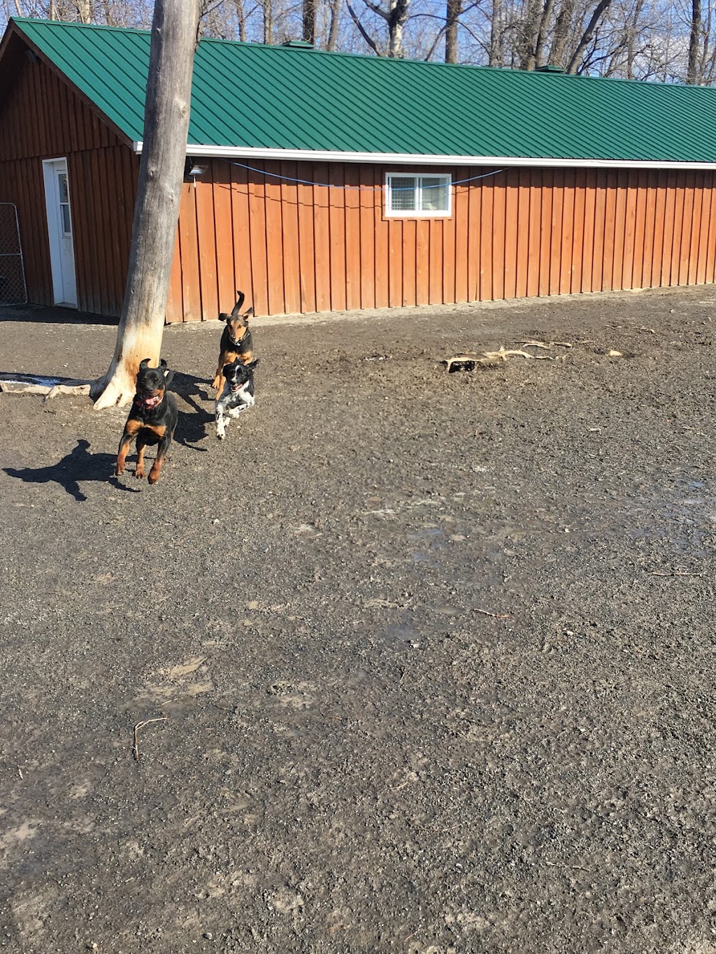 Center Canin Du Suroît | 1269 Rte Harwood, Vaudreuil-Dorion, QC J7V 8P2, Canada | Phone: (450) 455-3950