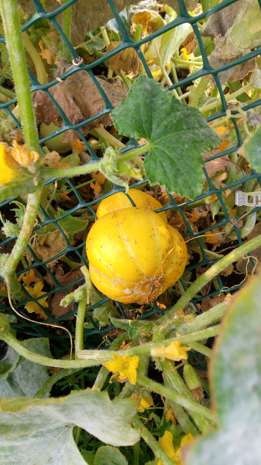 Green and Gold Community Garden | 118 St NW, Edmonton, AB T6H 2V8, Canada | Phone: (780) 492-4087