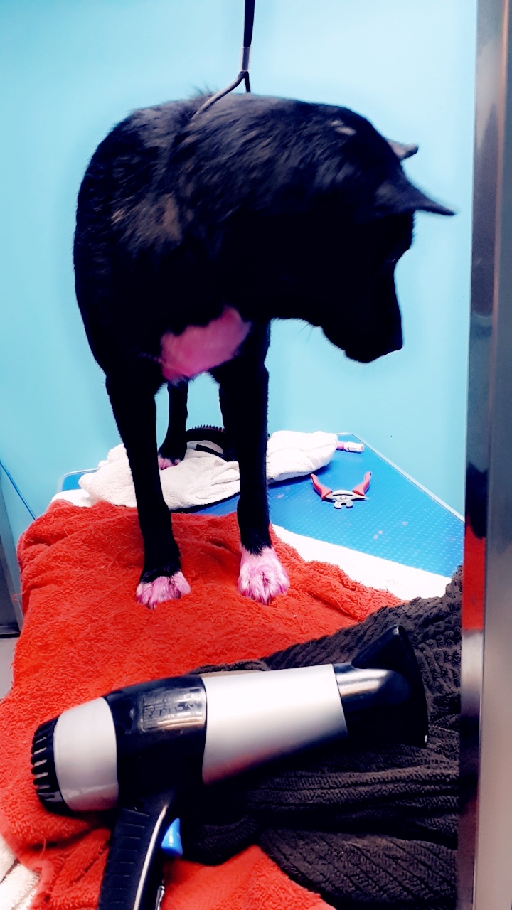 Doogans Pet Centre | 400 Bayfield St, Barrie, ON L4M 5A1, Canada | Phone: (705) 727-0182