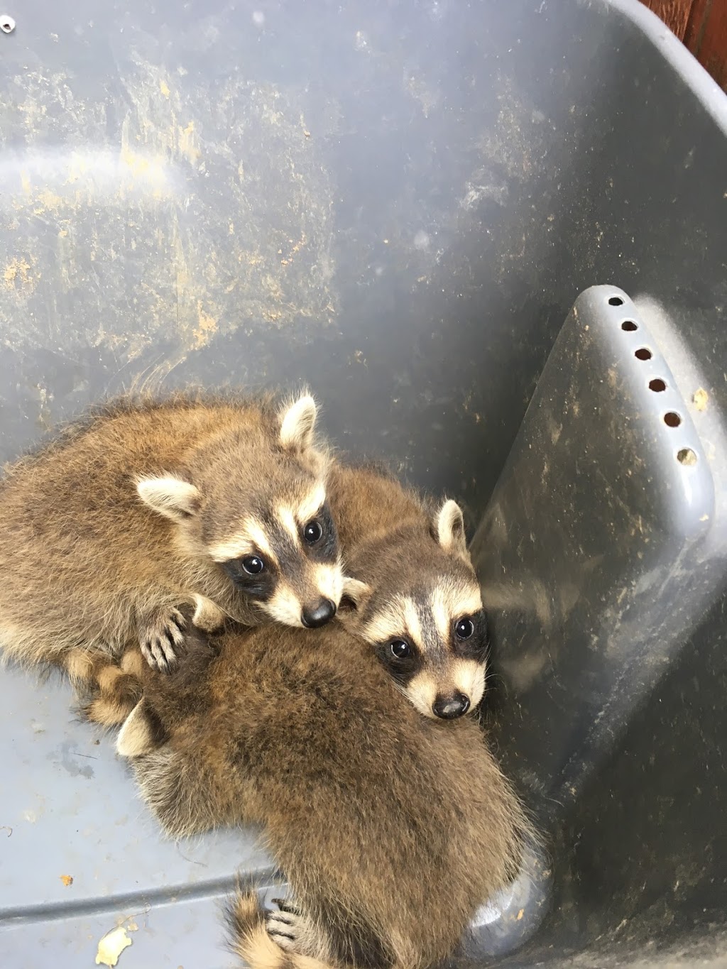 Craig Wildlife Control | 69 Lake Shore Dr #3, Etobicoke, ON M8V 1Z5, Canada | Phone: (416) 574-6356