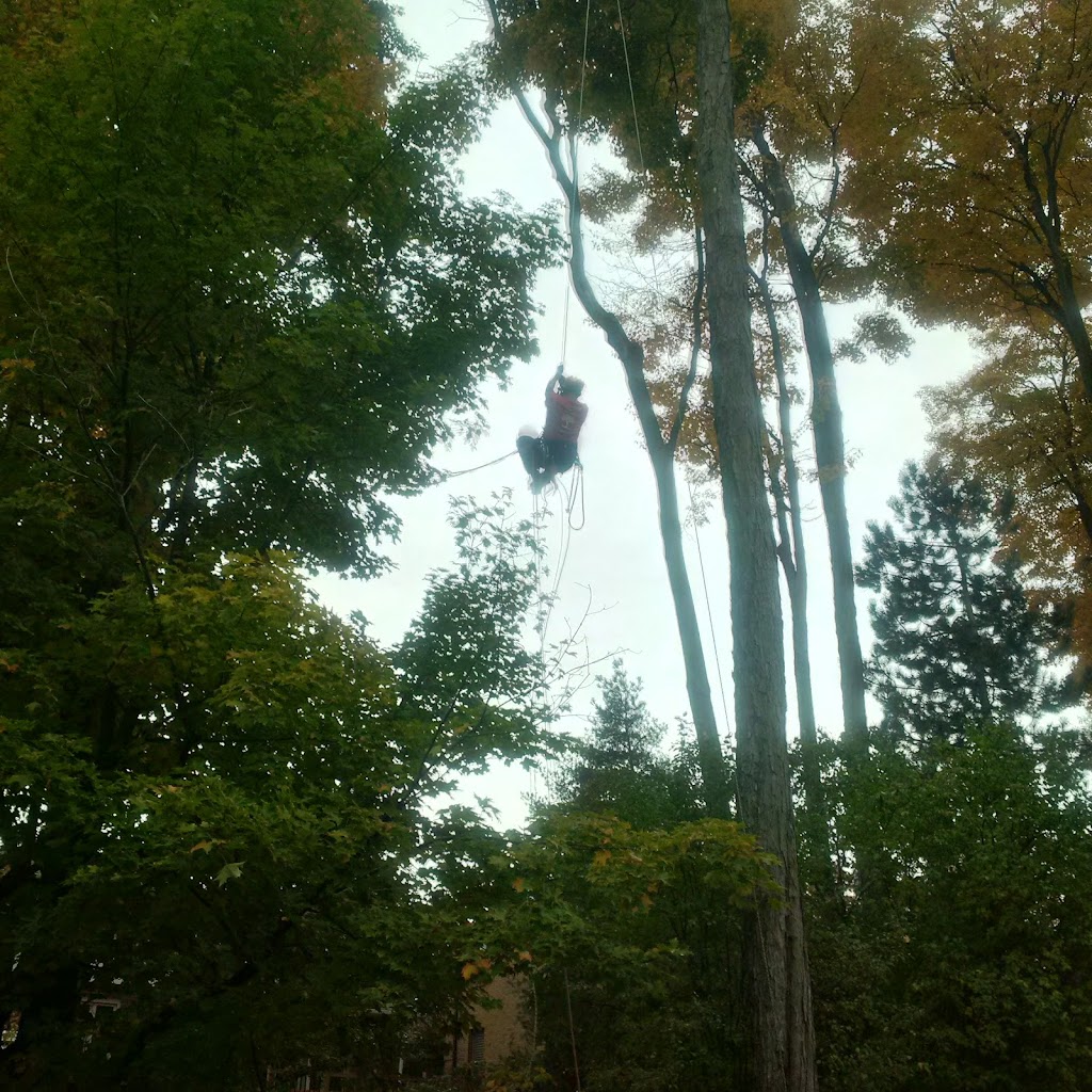 Ascents Tree Service | 8914 Adjala 10 Sideroad, Palgrave, ON L0N 1P0, Canada | Phone: (226) 500-5206