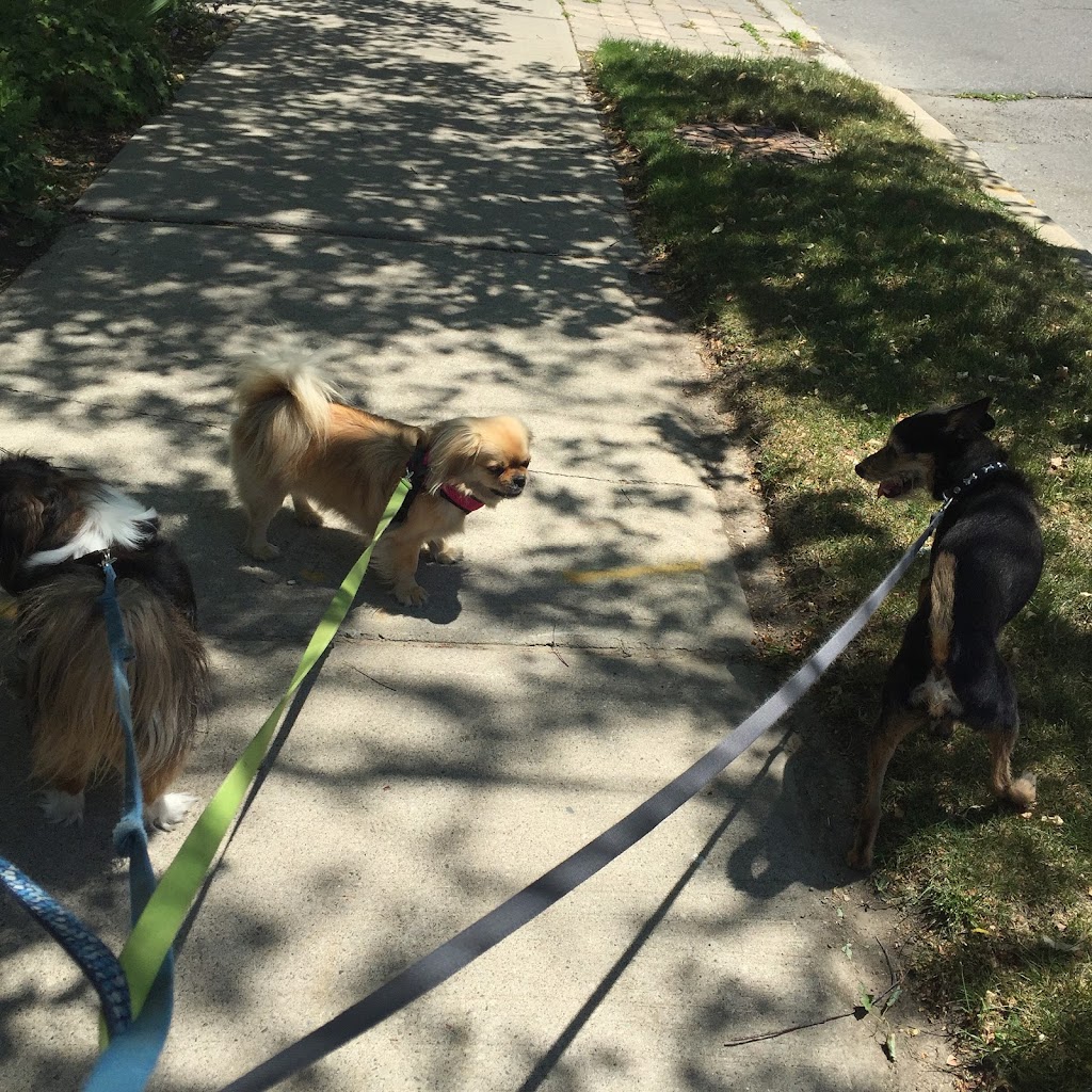 Healthy Houndz Dog Services | 258 Haddington Ave, North York, ON M5M 2P9, Canada | Phone: (416) 450-4235
