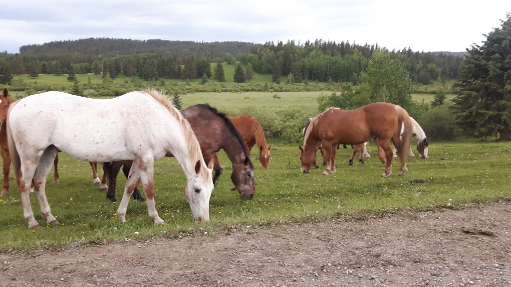 Griffin Valley Ranch | 273019 BEAUPRE CREEK ROAD, Cochrane, AB T4C 1A9, Canada | Phone: (403) 932-7433