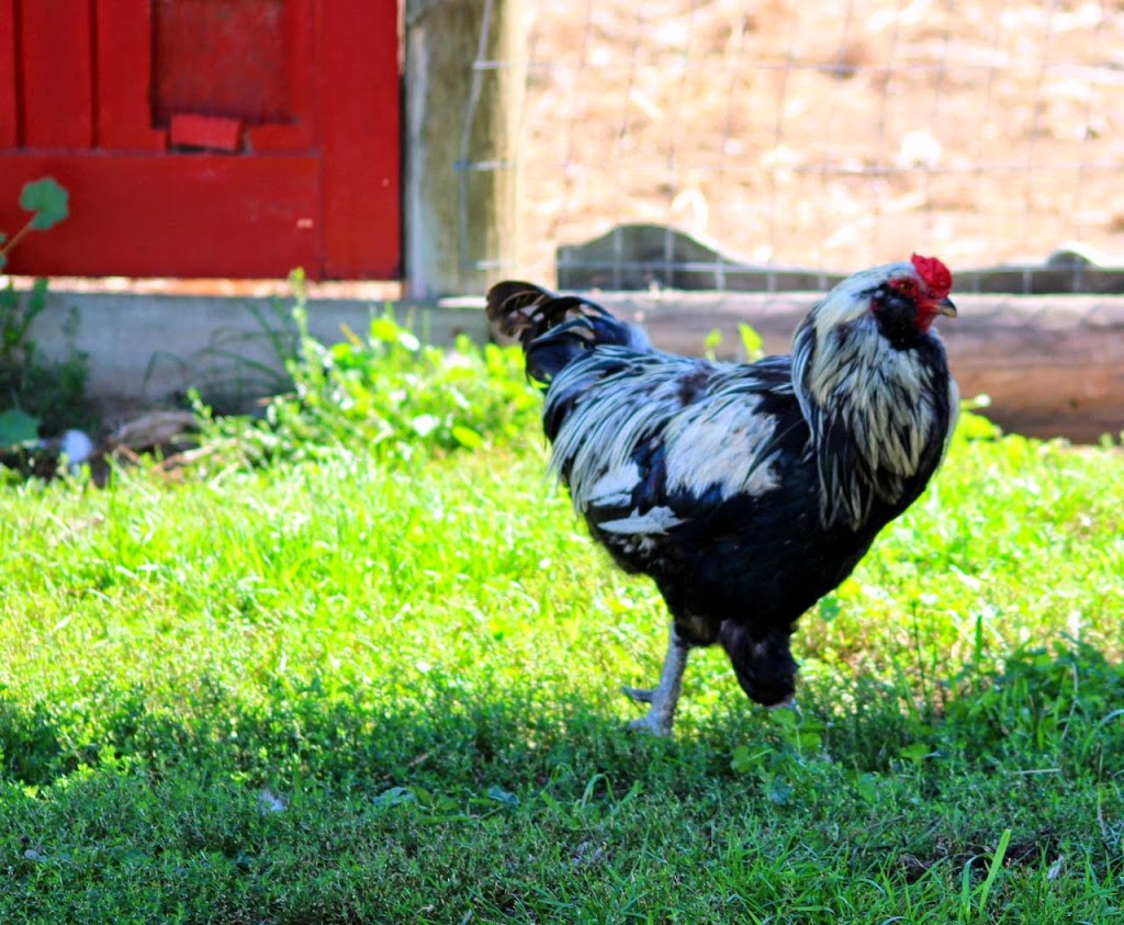 Old Cowboy Ranch | #3175, Westbridge, BC V0H 2B0, Canada | Phone: (250) 446-6808