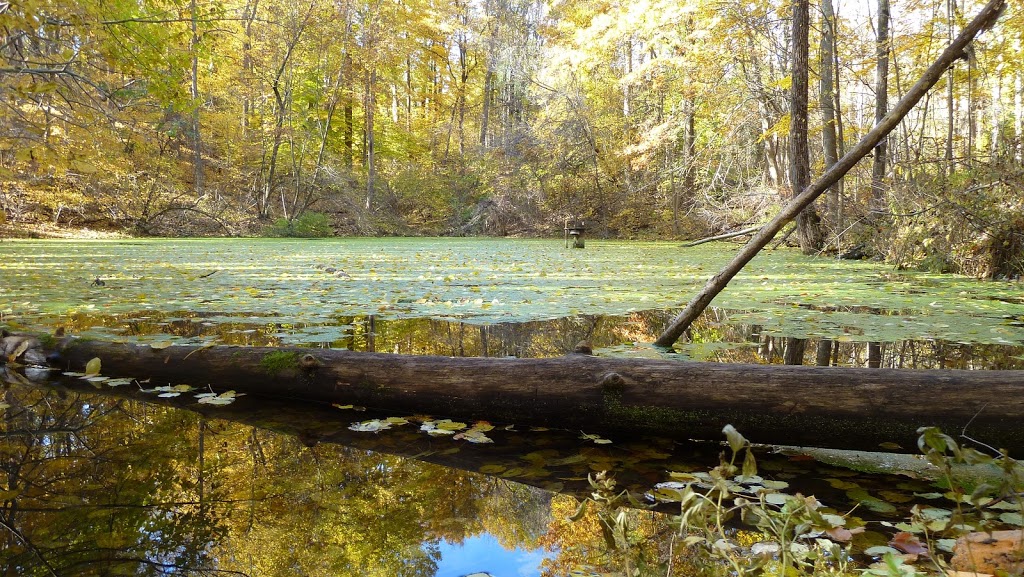 Lathrop Nature Preserve | Fonthill, Pelham, ON L0S 1E3, Canada