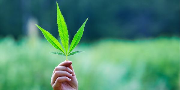 CBD Oils Canada Superstore | Available online only for now, Edmonton, AB T6J 6L7, Canada | Phone: (780) 231-6500