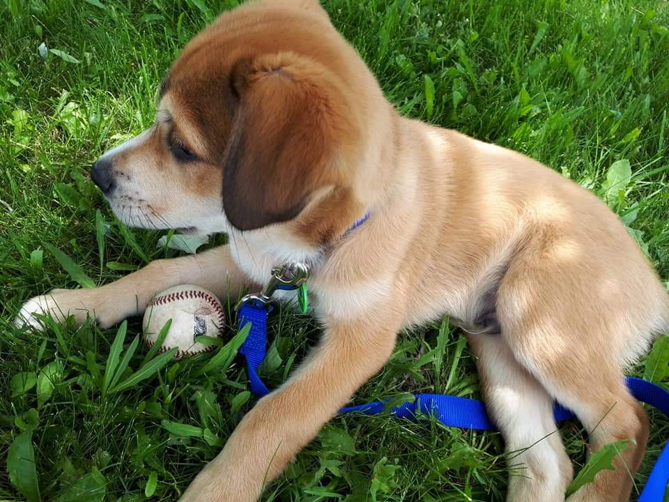 Inspecteur Canin | 678 Rue de la Visitation, Saint-Charles-Borromée, QC J6E 7S3, Canada | Phone: (450) 756-4791