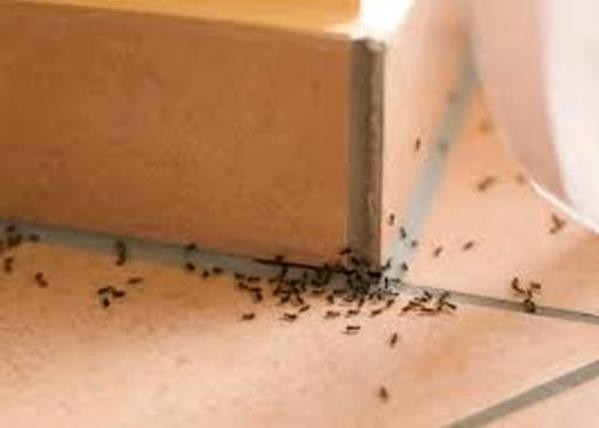 Natural Pest Solutions | 8360 153a St, Surrey, BC V3S 8P9, Canada | Phone: (604) 262-2823