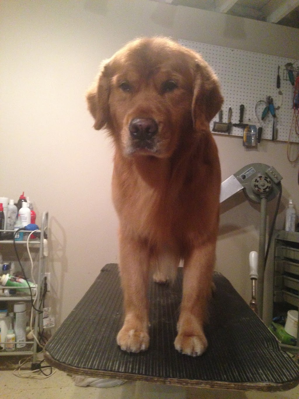 Alma Street Animal Hospital | 178 Alma St Unit 8, Rockwood, ON N0B 2K0, Canada | Phone: (519) 856-0444