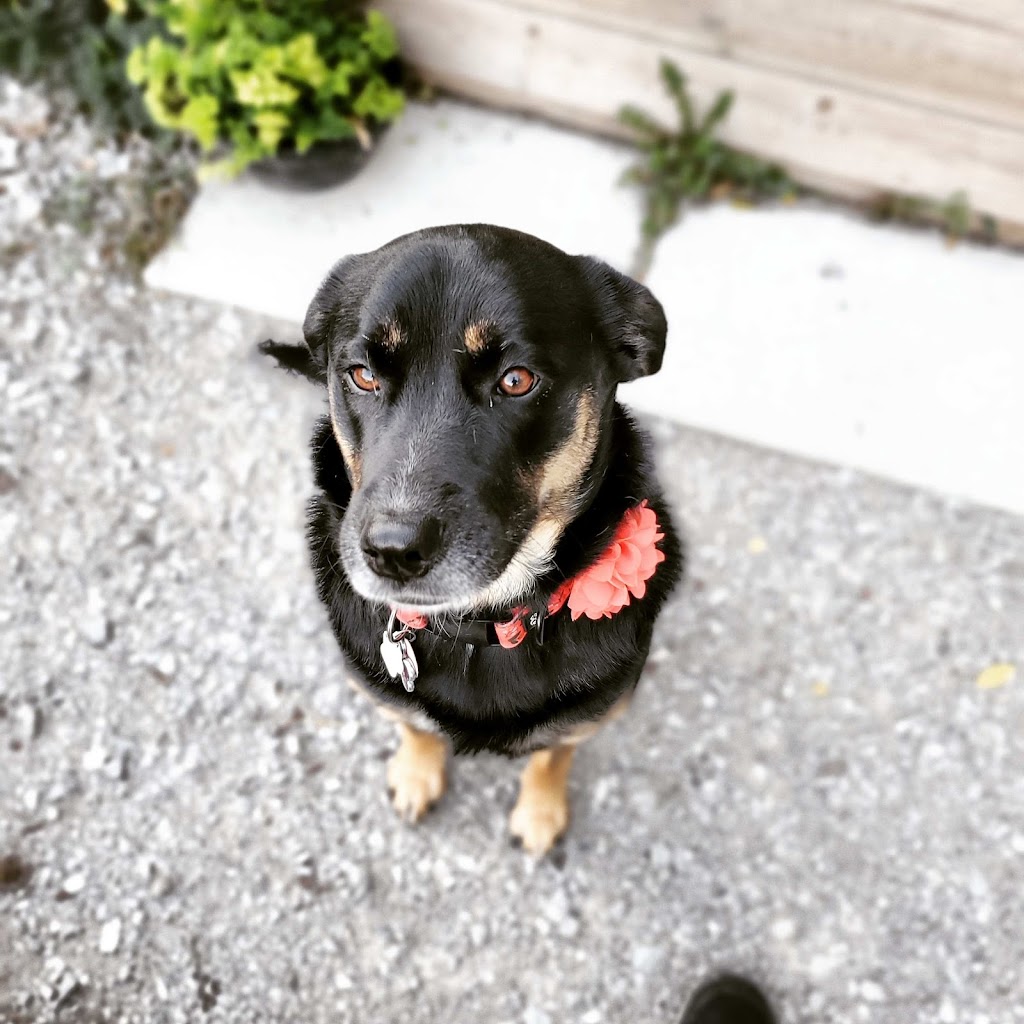 Cottage Country Dogs | 499 Bay St B, Orillia, ON L3V 3X8, Canada | Phone: (647) 520-9728