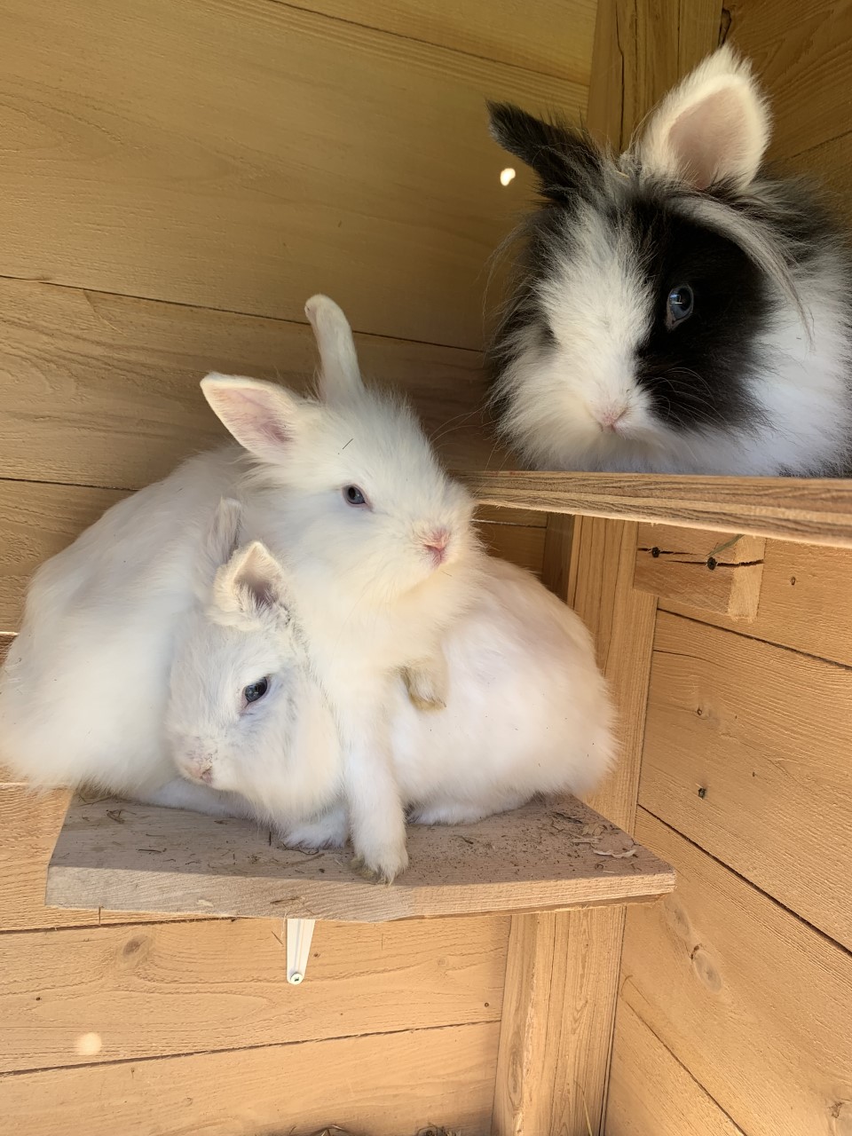 Cottonfluff Rabbitry | 641 QC-220, Bonsecours, QC J0E 1H0, Canada | Phone: (819) 678-7504